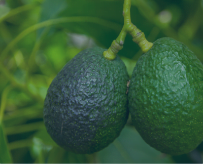 Avocado