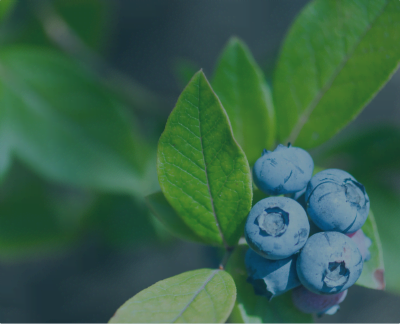 Blueberry