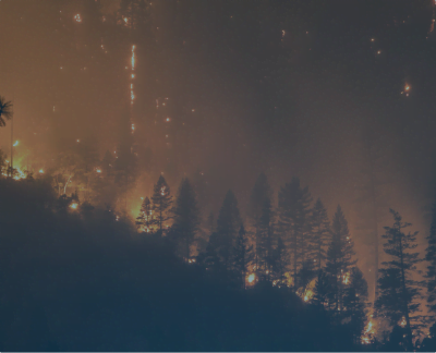 Forest fire