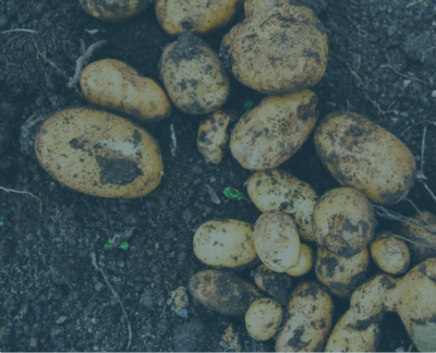 Potato